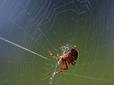 Spider's Silk