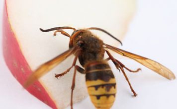 Bee Poison Is the New Botox