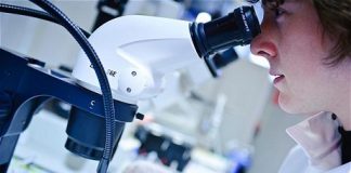 Veins and Arteries Can Be Grown Artificially