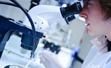 Veins and Arteries Can Be Grown Artificially