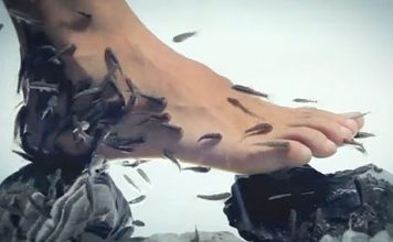 Fish Pedicure Is Dangerous