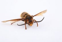 Wasp and Bee Sting Treatment