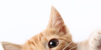 Cat Owners Risk Their Life