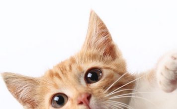 Cat Owners Risk Their Life