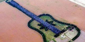 Plant Trees to Commemorate Your Love