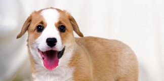 Cute Pet Pics Improve Work Performance