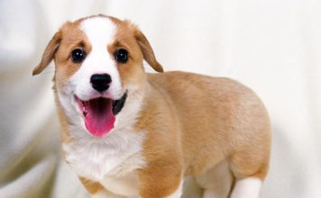 Cute Pet Pics Improve Work Performance