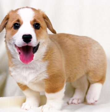 Cute Pet Pics Improve Work Performance