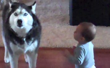 Cute Video: Baby and Dog Talking