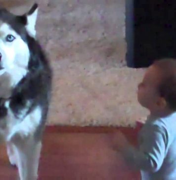 Cute Video: Baby and Dog Talking