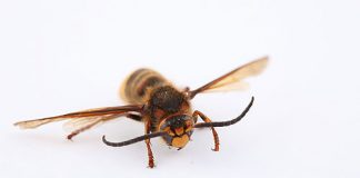 Bee Venom Cures HIV