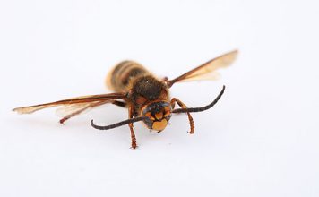 Bee Venom Cures HIV
