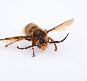 Bee Venom Cures HIV