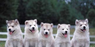 Animal Assisted Therapy