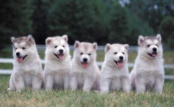 Animal Assisted Therapy