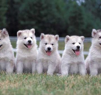 Animal Assisted Therapy