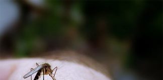 Mosquitoes Prefer Women