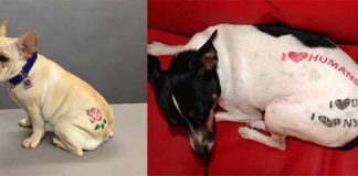 American Dogs Get Tattoos Too