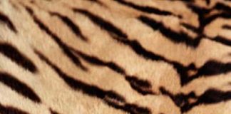 Salvatore Ferragamo Vara Shoes Turn 35