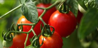 10 Dieting Tips to Avoid Wrinkles