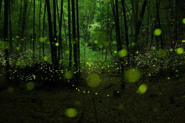fireflies-