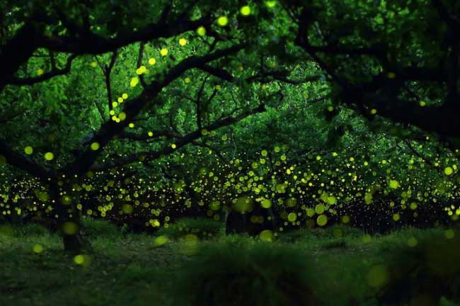 fireflies-1