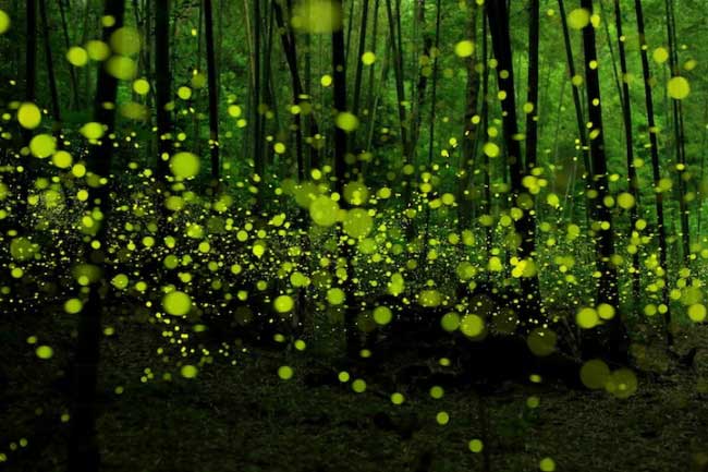 fireflies-10