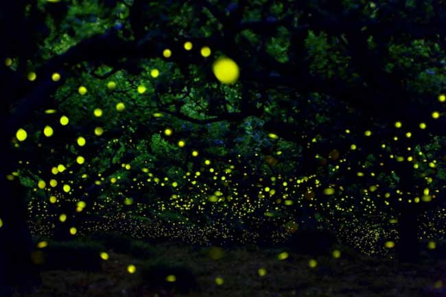 fireflies-2