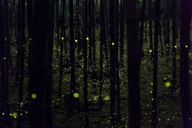 fireflies-5