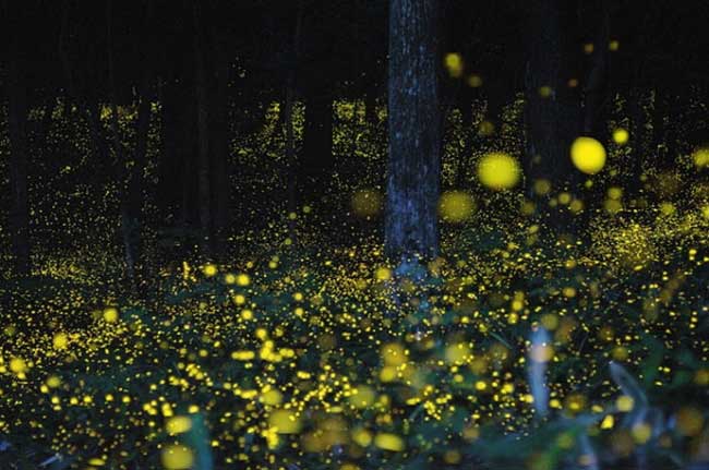 fireflies-9