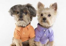 Ralph Lauren Creates a Pet Fashion Line