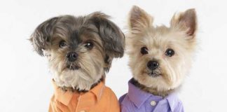 Ralph Lauren Creates a Pet Fashion Line