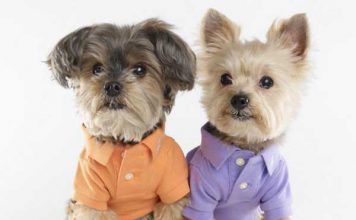 Ralph Lauren Creates a Pet Fashion Line