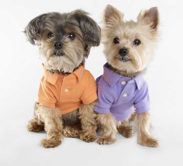 ralph-lauren-pet-dog-fashion