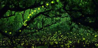 Fireflies Photos by Japanese Photographers
