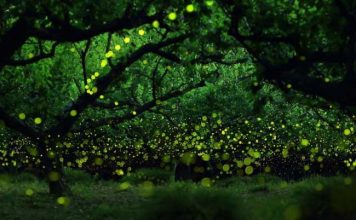 Fireflies Photos by Japanese Photographers