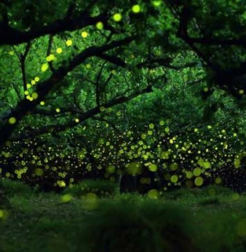 Fireflies Photos by Japanese Photographers