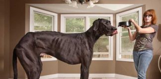 13 Amazing Animals from the Guinness Book