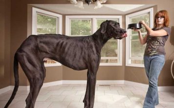 13 Amazing Animals from the Guinness Book