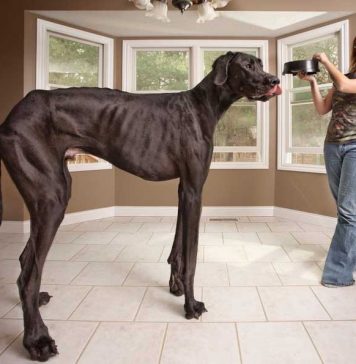 13 Amazing Animals from the Guinness Book