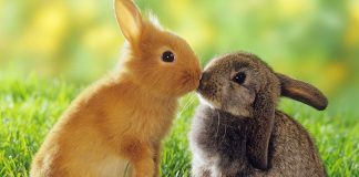 Animal Love Pictures