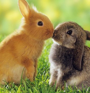 Animal Love Pictures