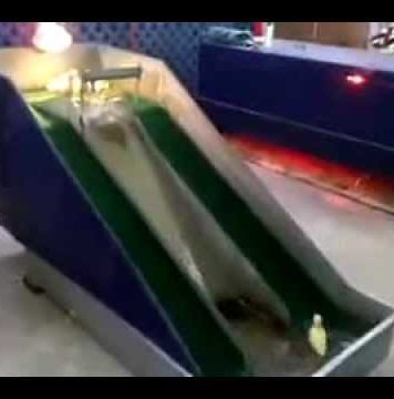 Cute Ducklings Sliding