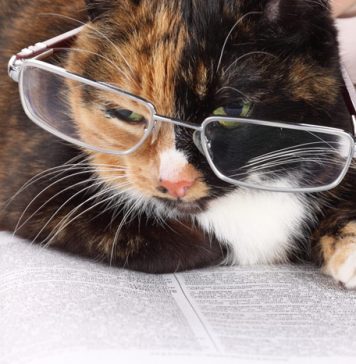 25 Wise Quotes of Native Americans