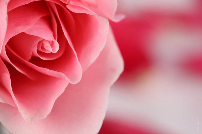700-flower-love-relationship-passion-rose