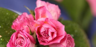 Most Women Prefer Kitchen Gadgets as Valentine’s Day Gift