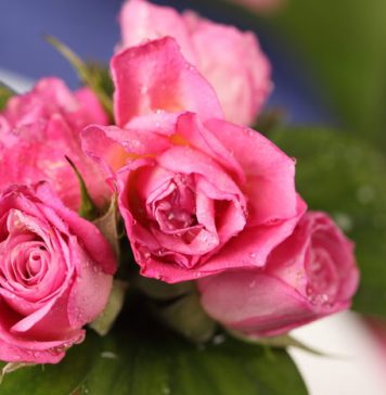 Most Women Prefer Kitchen Gadgets as Valentine’s Day Gift