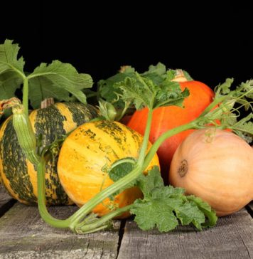 Quick Recovery Foods