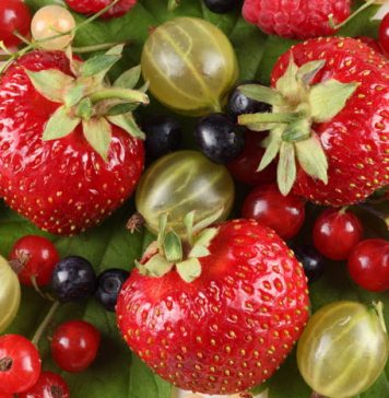 Healthy Snacks Between Meals