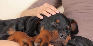 7 Reasons to Get a Pet